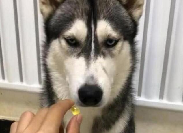 主人喂哈士奇吃药，但是二哈一点也不配合，主人无奈只好拿出了刀