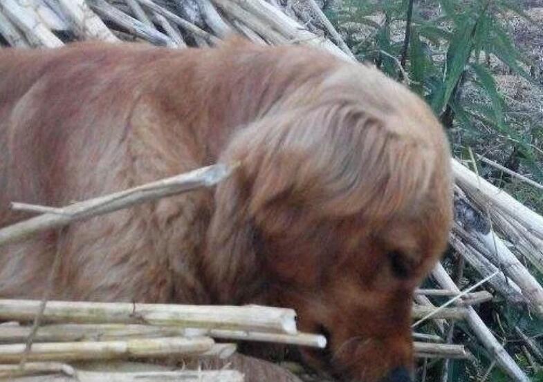 金毛突然疯狂大叫咬主人,真相却是挽救了一家三口的命!