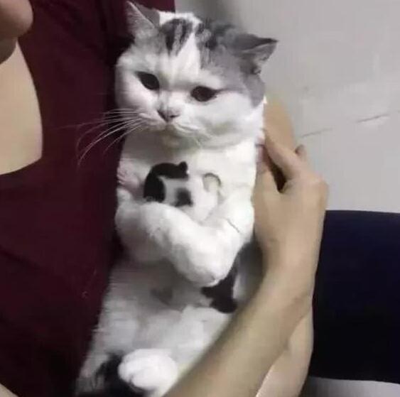 主人想看看小奶猫，母猫一脸拒绝的表情，网友：笑喷了！