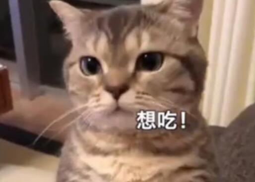 麻麻故意用面包逗弄猫咪,小猫气得直跺脚:你就是个大骗纸! 麻麻故意用面包逗弄猫咪,小猫气得直跺脚:你就是个大骗纸!