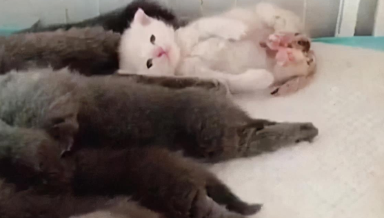 蓝猫生一窝猫崽,唯一的一只白猫崽被嫌弃,委屈我不是亲生的吗 蓝猫生一窝猫崽,唯一的一只白猫崽被嫌弃,委屈我不是亲生的吗