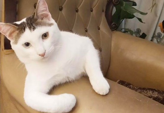 养了一年多的猫咪,家里到处都是毛,还有味道,有点不想养了怎么办?