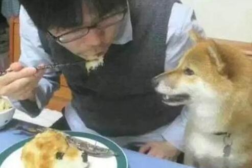 主人为防柴犬偷吃，出此奇招，柴犬看到“狗头”就懵了
