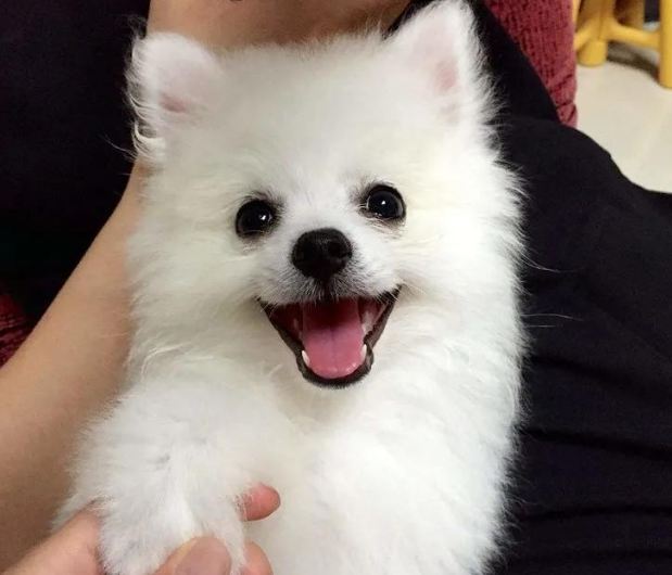 世界狂犬病日，知真相，不恐“狂”，科学应对更安全 