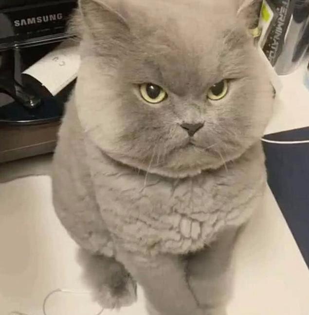 主人无聊逗猫，却把猫咪惹怒了，看到猫咪的表情顿时笑喷
