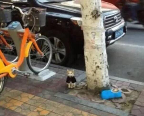 猫咪被拴在树下，女孩上前解救，看到纸条默默离开了