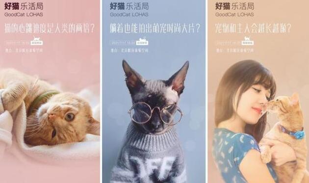 营销鬼才再出奇招，欧拉汽车直营店变身大型撸猫现场！