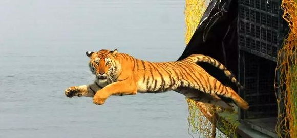 猛兽为什么伤害饲养员？可爱熊只是假象，人类一直在熊的菜单 