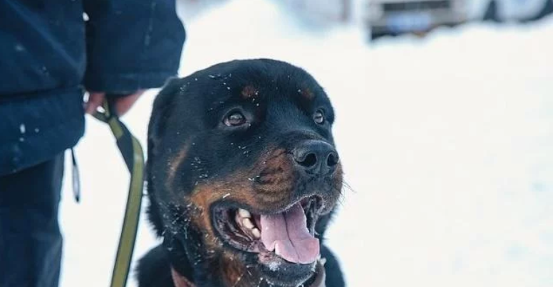 三年前它是毒贩饲养的宠物,三年后它是威风凛凛的巡逻警犬