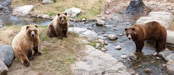 猛兽为什么伤害饲养员?可爱熊只是假象,人类一直在熊的菜单