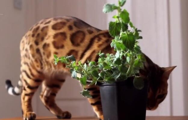 孟加拉豹猫1岁生日, 主人送来一盆猫薄荷, 猫很快就“迷醉不醒” 孟加拉豹猫1岁生日, 主人送来一盆猫薄荷, 猫很快就“迷醉不醒”