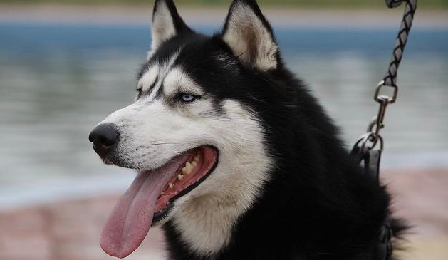 狼犬中华田园犬 | 它们是野狼后代:中华田园狼犬,性能不输德牧 狼犬中华田园犬 | 它们是野狼后代:中华田园狼犬,性能不输德牧