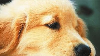 忠诚狗狗走失一年后奇迹般自己找到回家路
