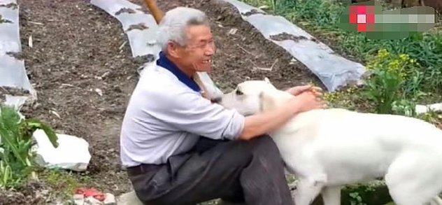 一只在农村长大的宠物狗,每天放牛到点就回家,大爷对它爱不释手 一只在农村长大的宠物狗,每天放牛到点就回家,大爷对它爱不释手