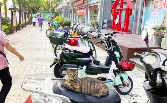 居民众筹养“团宠” 小猫咪成和谐邻里情感纽带 居民众筹养“团宠” 小猫咪成和谐邻里情感纽带