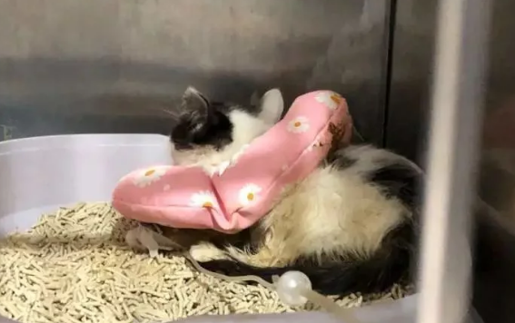 上百只猫狗被弃街头，背后是谁？