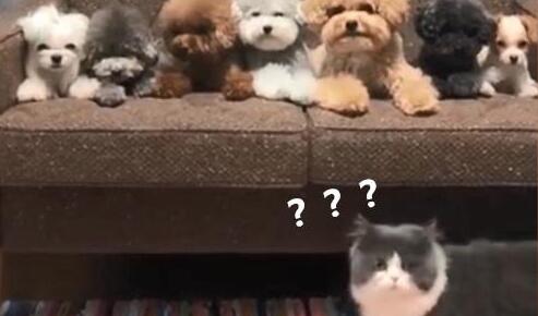 为狗狗拍合照，家里猫咪意外入镜，这货又悄咪咪地尴尬离开了