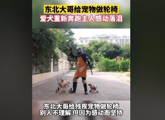 东北大哥给残疾狗做轮椅，爱犬带着专车奔跑，主人感动落泪