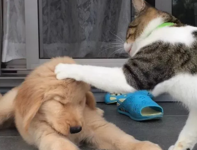 金毛从小就被大猫欺负，等它长大后却画风突变……哈哈哈哈真香了！