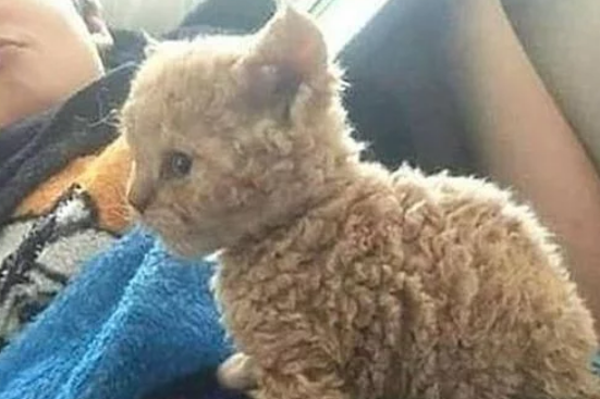 养了一只猫越长越奇怪,2个月后却怀疑它的身世了你爹是谁啊