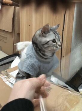 主人在家粘箱子,让猫咪咬断胶带,猫:我为这个家付出太多…… 主人在家粘箱子,让猫咪咬断胶带,猫:我为这个家付出太多……