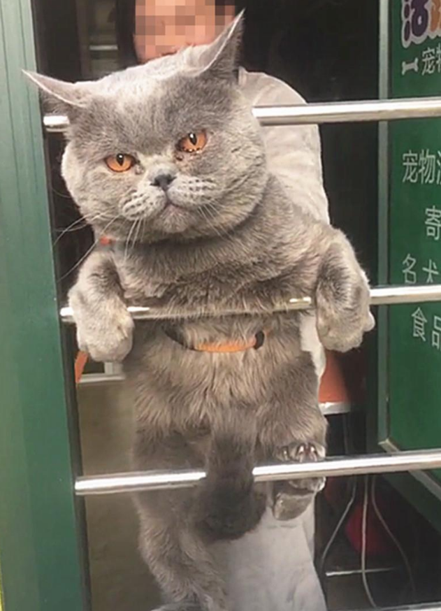 一只逃跑被抓回来洗澡的猫：我和我最后的倔强，握紧爪子绝对不放