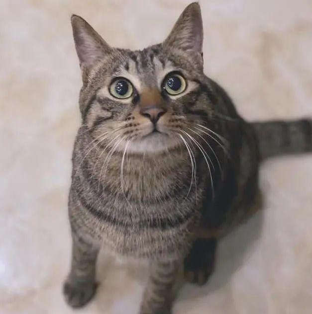 狸花猫被困37天，奇迹生还，被救时只有2斤，它是怎么活下来的？
