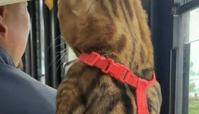 猫咪和大爷挤一个窗口看,主人也无奈,喵:我就是想看他在看啥!