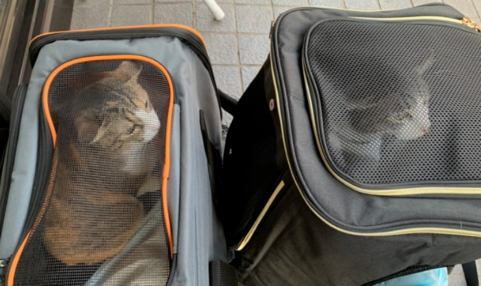 猫咪为逃避去医院，竟紧紧卡在箱子里，一路笑喷路人！