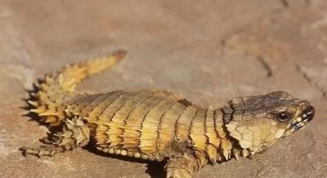 南非有一种奇特的蜥蜴，背部有盔甲，逃跑方式却像犰狳！