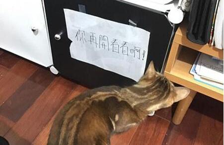 怎么防止猫开柜子 | 铲屎官防止猫咪开柜子新招式，气的猫咪直翻白眼！