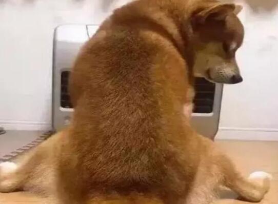 下班回家，看到柴犬坐在电暖器前，销魂姿势让主人笑的胃疼