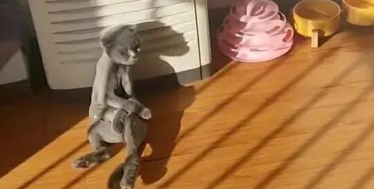 主人以为蓝猫太胖，就把猫毛剃掉，结果瘦得像根火柴棍，它生气了 