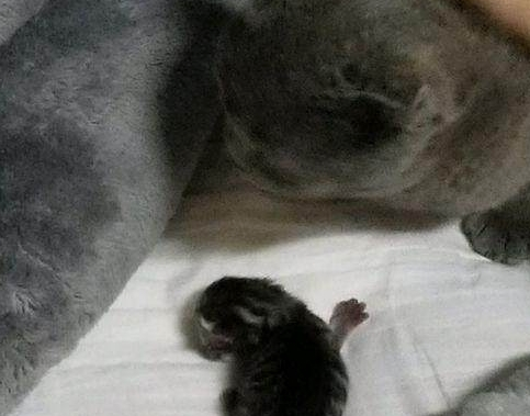 买了只蓝猫一小时就生了,主人一看傻眼了,猫咪:就是这么强! 买了只蓝猫一小时就生了,主人一看傻眼了,猫咪:就是这么强!