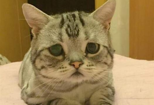 麻麻故意用面包逗弄猫咪,小猫气得直跺脚:你就是个大骗纸!