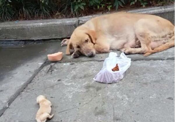 流浪母金毛生下一窝狗崽，被物业发现当场摔死两只