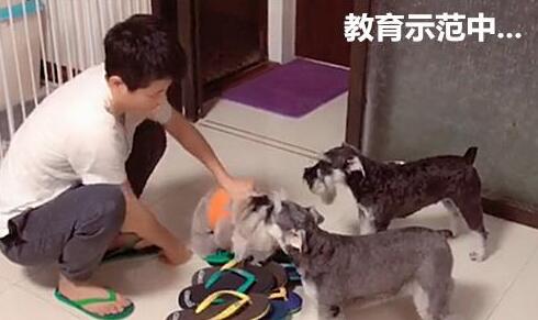 为教育狗狗不乱咬拖鞋，主人以此招示范，不料吓得狗狗相互抱团