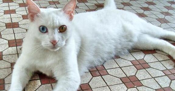 主人欲把最后一只小奶猫送走，猫妈紧紧护着不放手，画面让人动容