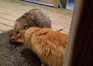 一向高冷的橘猫，竟跑到主人面前哭诉，得知真相后主人哭笑不得！