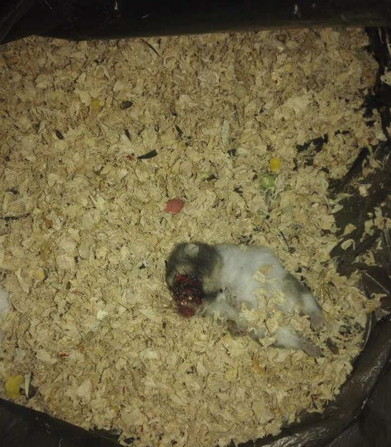仓鼠合笼血腥图片 | 女孩将两只仓鼠关在一起,其中一只被同伴咬死,好可怕的仓鼠 仓鼠合笼血腥图片 | 女孩将两只仓鼠关在一起,其中一只被同伴咬死,好可怕的仓鼠
