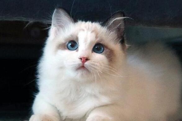 布偶猫一次生了19只，每次喂奶都是这个表情：这都是我的孩子？
