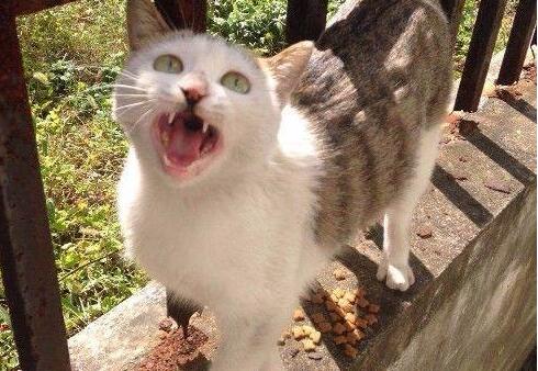 喂过一段时间的流浪猫后, 画风变得出人意料, 不想再去喂了, 哎! 喂过一段时间的流浪猫后, 画风变得出人意料, 不想再去喂了, 哎!