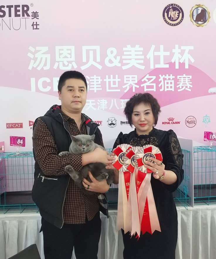 河北赛级猫-自身的抵抗力较强