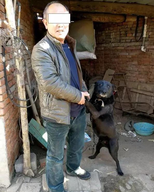 为了吃狗肉，他们盗杀金毛、阿拉斯加，医生已经发出警告！