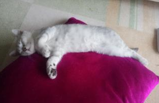 一只猫在家,你真的能放心?还是一只高冷到没人有的猫咪! 一只猫在家,你真的能放心?还是一只高冷到没人有的猫咪!