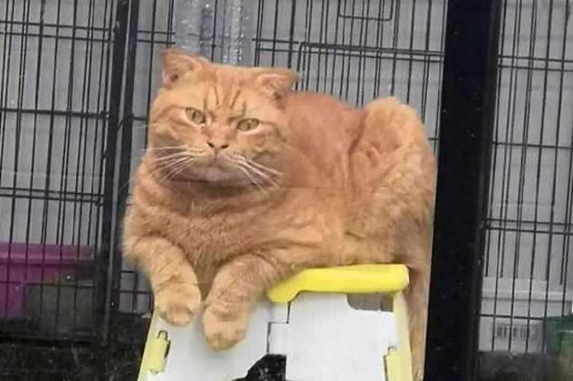 主人屋外吃大餐,锁在屋内的橘猫虎视眈眈 主人屋外吃大餐,锁在屋内的橘猫虎视眈眈