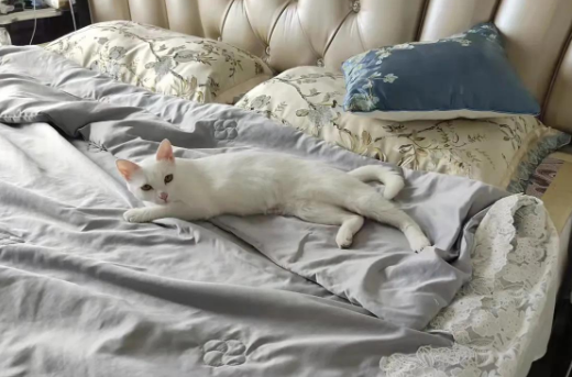 我的养猫史