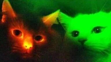 俄罗斯黑猫逼退棕熊？猫咪监听间谍？盘点5个奇怪神奇的猫咪事件