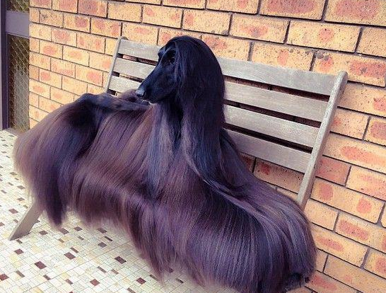 最美阿富汗猎犬 | 世界最漂亮的狗?发如黑瀑,阿富汗猎犬,网络爆红 最美阿富汗猎犬 | 世界最漂亮的狗?发如黑瀑,阿富汗猎犬,网络爆红