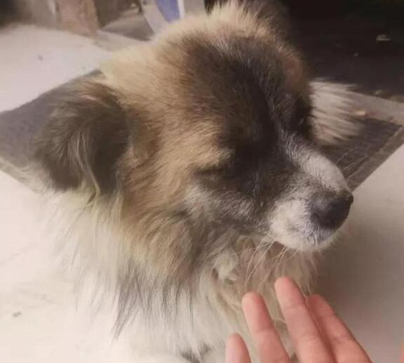 陪伴一家人十几年的狗狗，早晨悄无声息地消失了